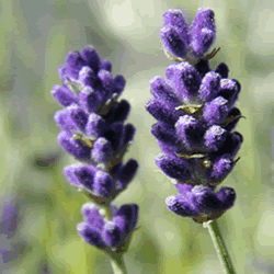 Lavande fine Bio